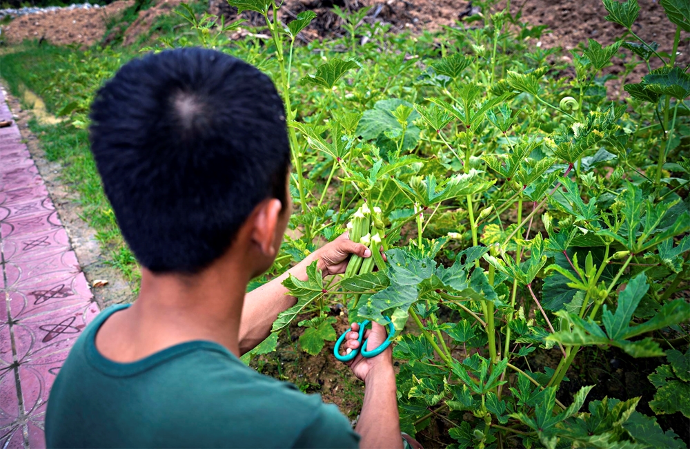 Tận dụng mọi khoảng đất trống quanh khu vực đóng quân để tăng gia, nhờ đó Đại đội 7 vượt từ 20% đến 30% chỉ tiêu về rau, củ, quả.